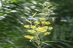 Acridocarpus smeathmanii